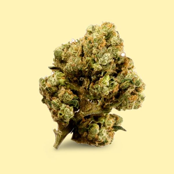 Hybrid Premiun DC Diesel Cannabis